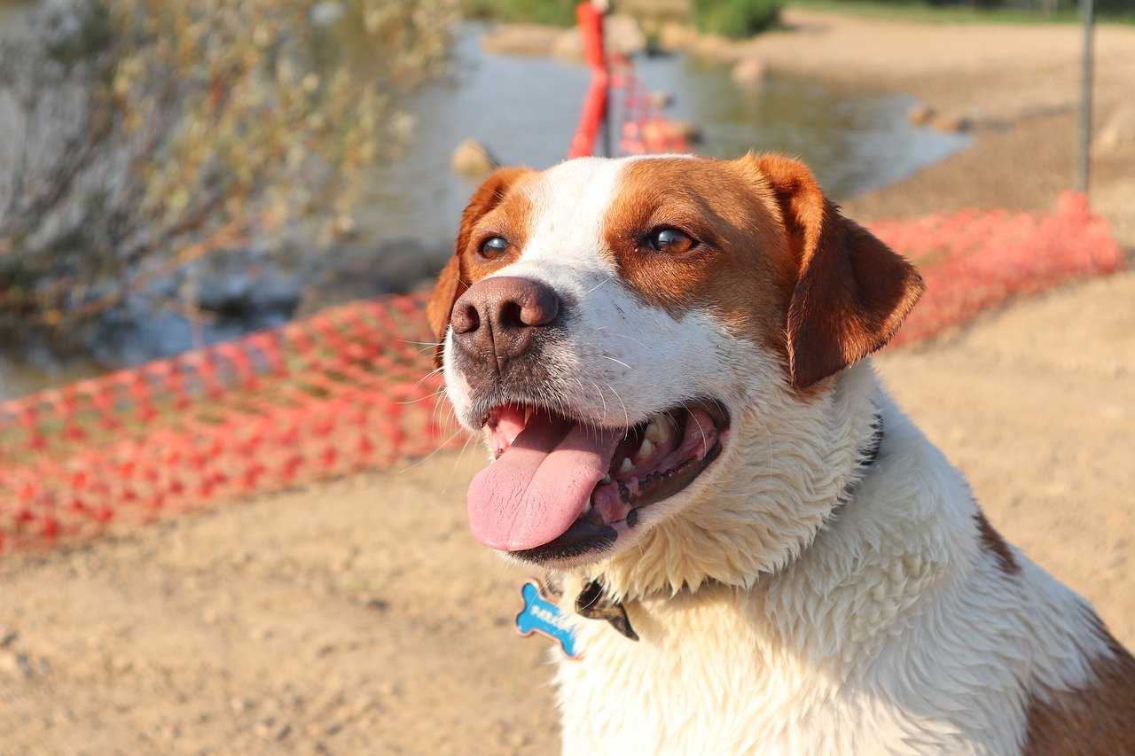 犬が舌を出す理由って 体温調節だけじゃない 中には意外な理由も 福島いんふぉ