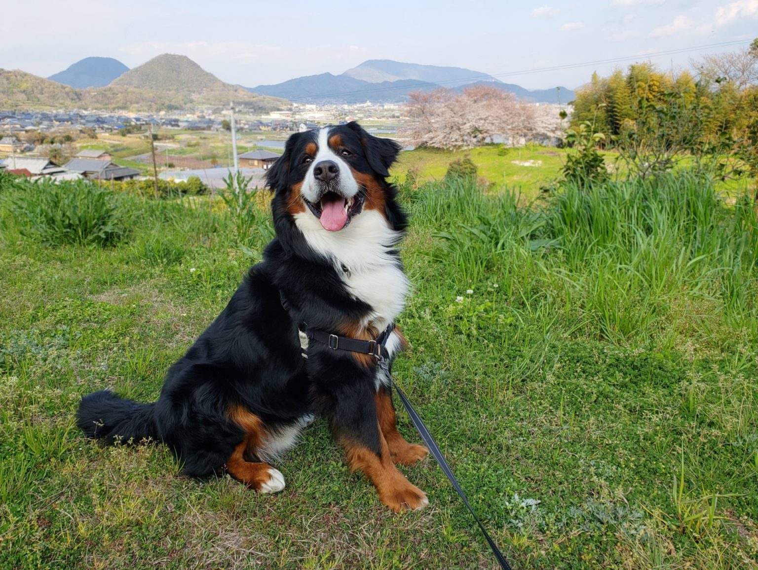 【大型犬好き必見！】大型犬の魅力と人気がある大型犬5選 福島いんふぉ