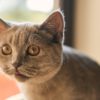 猫がニオイを嗅いだときの変顔、名称はあるの？変顔をする理由って？