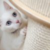 【初心者向け】初めて猫を飼うときの準備と注意点を分かりやすく解説！