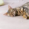 【夏場は注意】猫も熱中症にかかる！？その症状や対策について