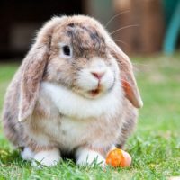 ペットのウサギにあげたい食べ物一覧！おすすめの野菜や果物をご紹介